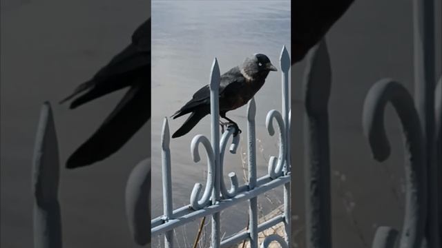 Милый скворец на набережной Камы