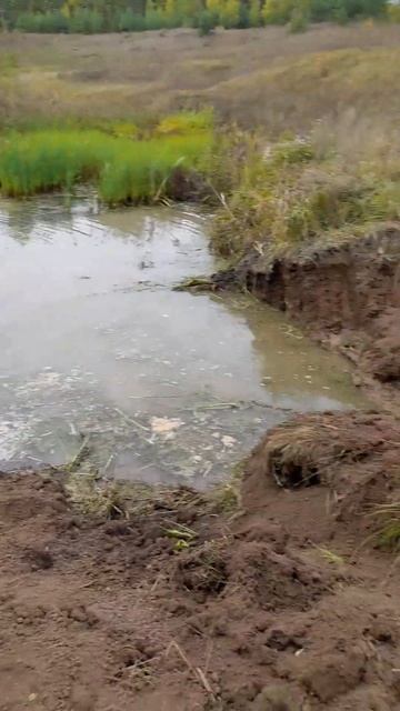 пруд для разведения карпа смотреть онлайн