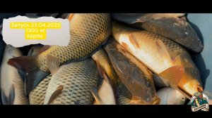 Запуск 23.04.2025 1300 кг карпа