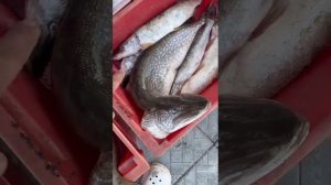 Рыбалка, Обь, наловили хищника