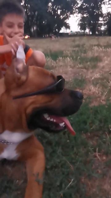 #amstaff #собака #pitbull #бизон #doglover #puppy бизону солнце слепит смотреть онлайн