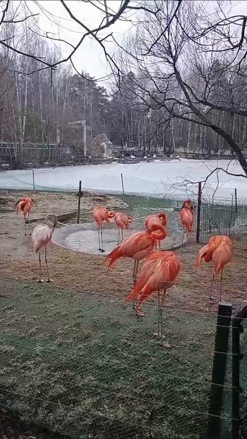 Красные и розовые фламинго. Новосибирский зоопарк