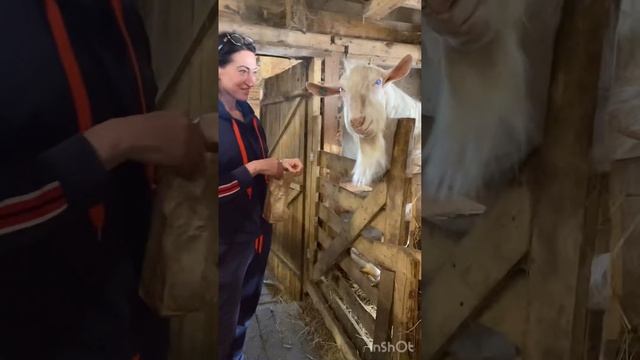 Кормим животных ❤️Мышкин , 3 день смотреть онлайн