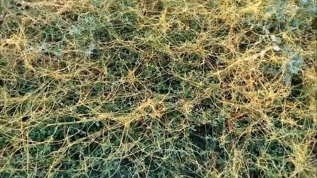 Растение паразит Повилика Dodder parasitic plant Dodder parasitäre Pflanze ドダー寄生植物 菟丝子寄生植物 실새삼 기생식물