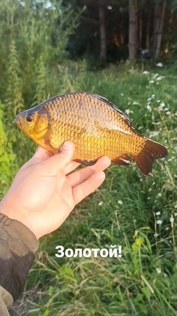 #золотой #карась #напоплавок смотреть онлайн