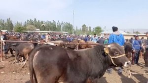 Ноокат мал Базары Арзан кымбат Болду 7 май 2023 г.