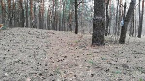 Белочки в лесу.