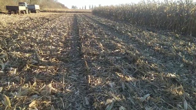 Збирання кукурудзи 2022.🌽🌽🌽 Урожай є, але він не радує. John Deere 9660+Dominoni. Pioneer P8307👍🌽🇺🇦 смотреть онлайн