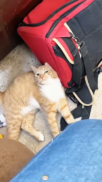 Перданул в кота :) :) :)
