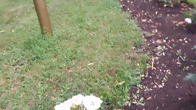 Прогулка по Парку культуры и отдыха имени Горького в городе Перми смотреть онлайн