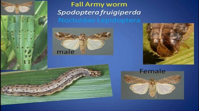 CROP PROTECTION PRINCIPLES & PRACTICES | ENTOMOLOGY | PART-2 | Agriculture officer self preparation