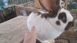 молодой самец НПВ гавана-пестрый