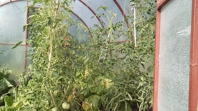 Навожу порядок в теплице//Беседую с вами мой дорогие.
