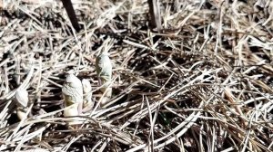 Сангвинария канадская флоре Плено (Sanguinaria canadensis Flore Pleno) в нашем саду 2025.