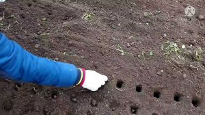 Приспособление под  посадку чеснока.