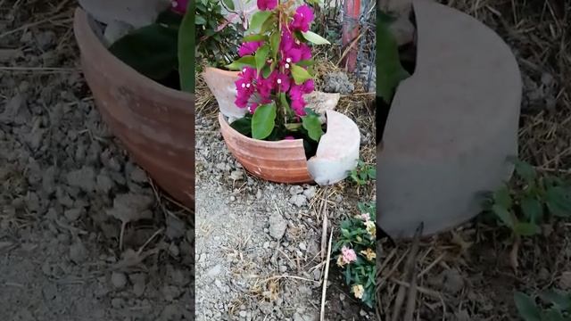 Собака-копатель и цветы с помидорами.Dog and flowers. смотреть онлайн