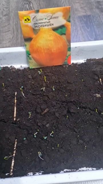 Всходы лука #семко #эксибишен #глобо #парень_из_сада #garden_guy #огородник #дачник