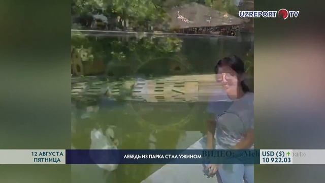 Лебедь из парка стал ужином смотреть онлайн