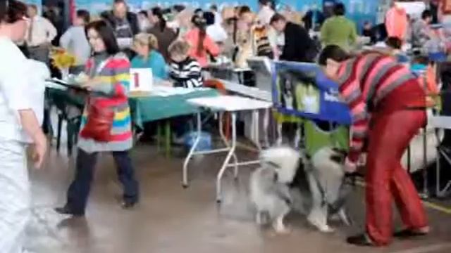 CACIB Минск 1 06 14 Юниоры смотреть онлайн