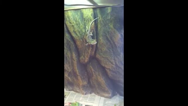 pogona vitticeps bebé смотреть онлайн