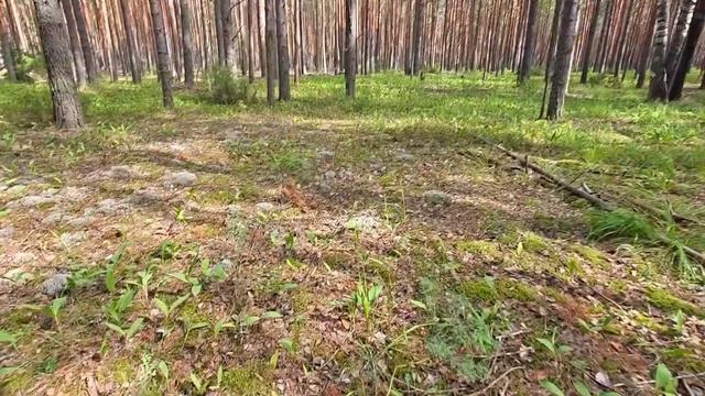 Сказочный урожай боровиков в марийском лесу смотреть онлайн