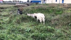 Город Саки осенью