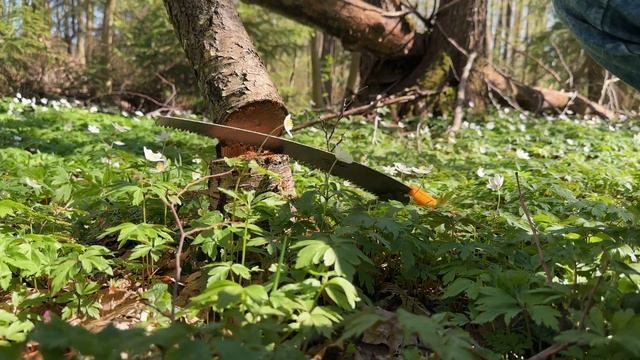 Квітень | Пробудження лісу 🌱 April | Awakening of the forest / SOLO Camping to the spring forest смотреть онлайн