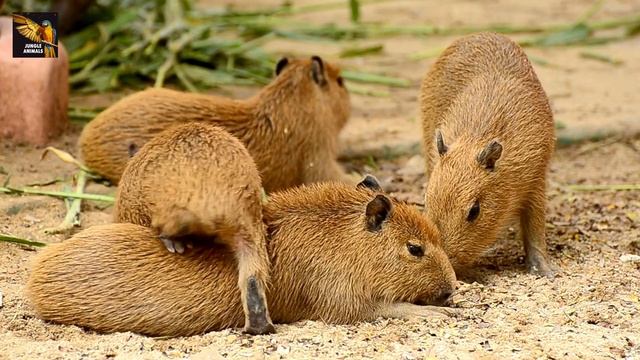 Chuột lang nước (Capybara) - Loài chuột khổng lồ và thân thiện của thế giới động vật смотреть онлайн