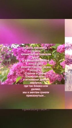 🎵🎶 ЦВЕТЕТ СИРЕНЬ 🌼💮🌸
#видеостихи #сирень