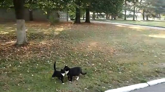 09.09.2018 г. пансионат Поляны смотреть онлайн