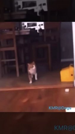 Кого-то мне это напоминает, превью будущего кота😠😂 ( видео про кошек и собак )