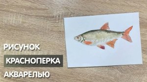 Как нарисовать краснопёрку карандашом и акварелью начинающим | Рисунок для детей