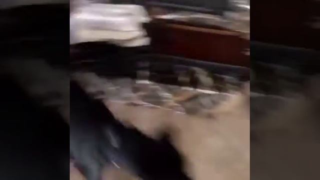 Кот собака человек смотреть онлайн