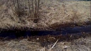 МІЖ АЛЕШЫН  КУСТОУ,ДЗЕ ПЯЕ САЛАВЕЙ  І ШУМІЦЬ І ЗВІНІЦЬ СРЭБРАЗВОНЫ РУЧЭЙ..