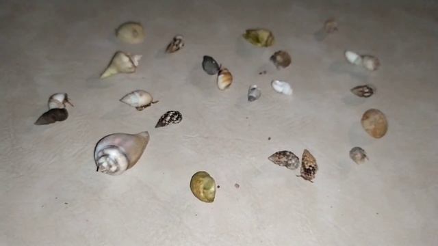 #Монстры под водой#Гуляем ночью на пляже#Последний день смотреть онлайн