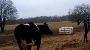 "Злая" корова)))  инстинкт.