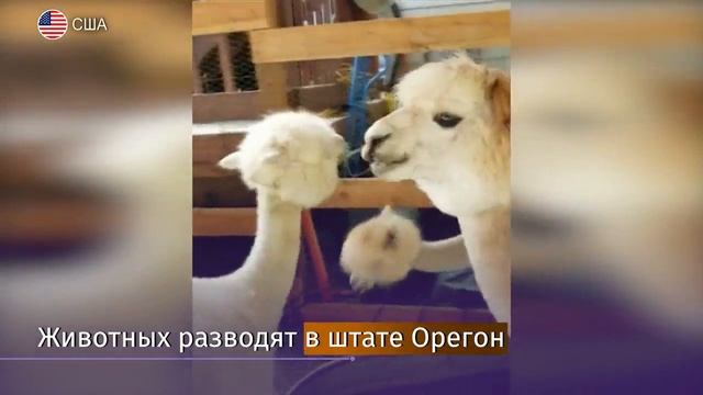 В США дома престарелых и больницы навещают ламы смотреть онлайн