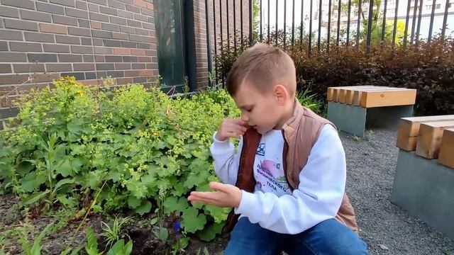 Выбираем лучшее растение (клевер, люцерна, донник) смотреть онлайн