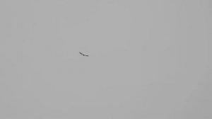 №2617  07 10 2022  Полет ястреба