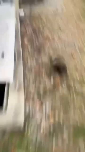 Я пердоле курва #бобр #фонк #phonk #phonkmusic ##фонк2024 #бразильскийфонк смотреть онлайн