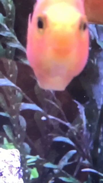 Happy fish❤️ #wholesome #cute #meme смотреть онлайн