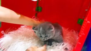 Miss Katy|Мисс Кэти Катя и Макс играют с котятами