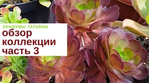 №185 Обзор коллекции эониумов 2023. Часть 3