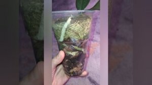подростки орхидей  на продажу, наличие