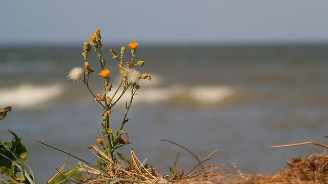 Поблизу Приморська смотреть онлайн