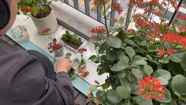 Unexpectedly Growing an Air Plant Flowers at Home is so easy смотреть онлайн