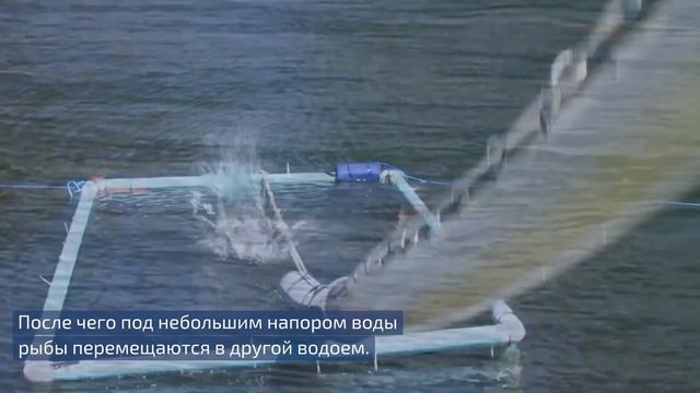 Аквапарк для рыб. Инженеры построили трубу, через которую перемещают рыб из одного водоема в другой