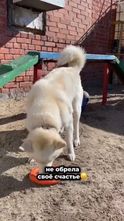 Бросили на морозе, привязав к столбу история мамы-собаки и её щенков... | Римма