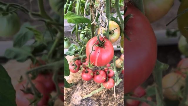 Сорт томата»Батяня» смотреть онлайн