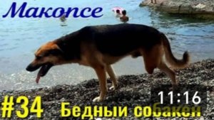 Макопсе. Классное море и бедный собакен. Наш день на море.
